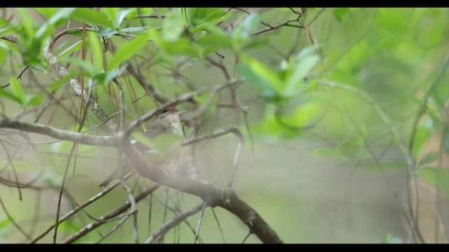 Swainson's Warbler - ML634370966
