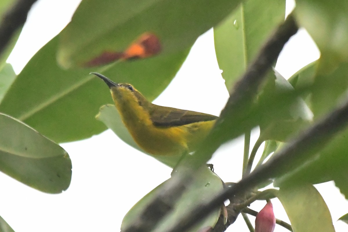 Sahul Sunbird - ML634371026