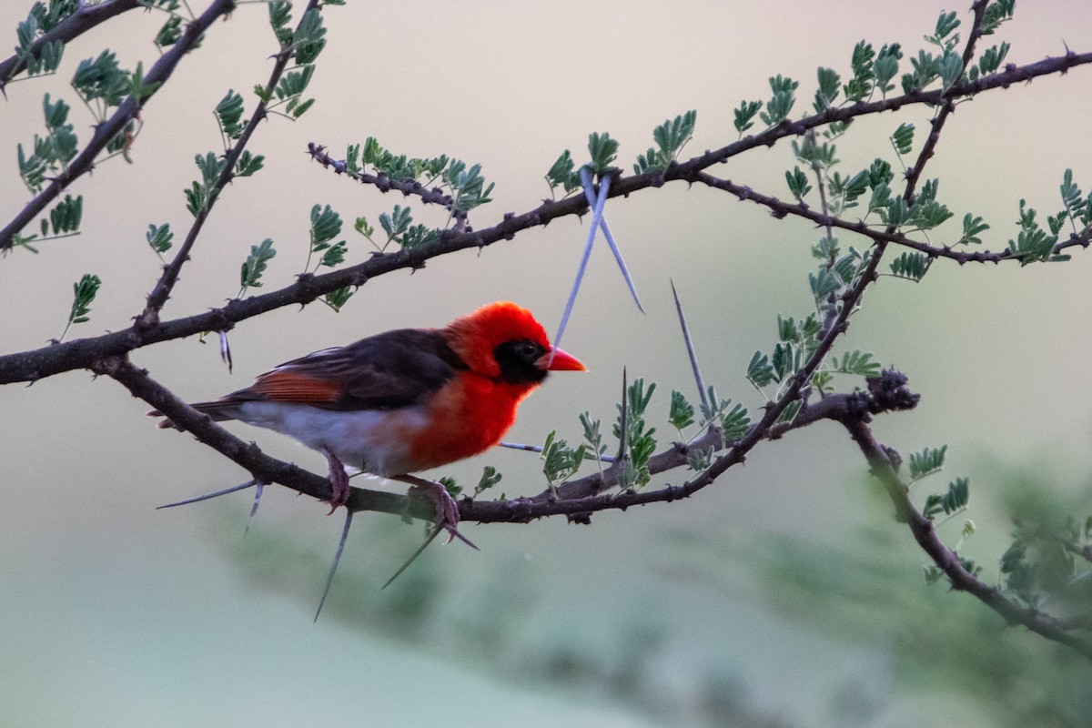 Red-headed Weaver - ML634371084