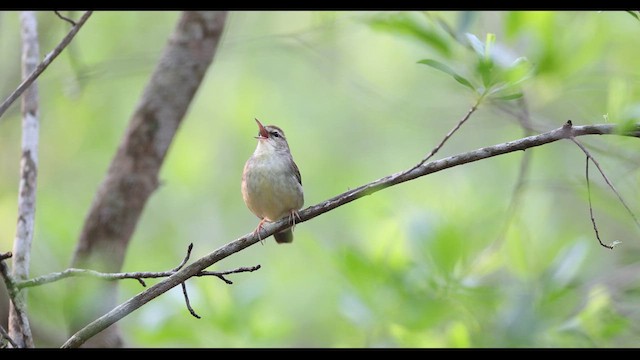 Swainson's Warbler - ML634371103