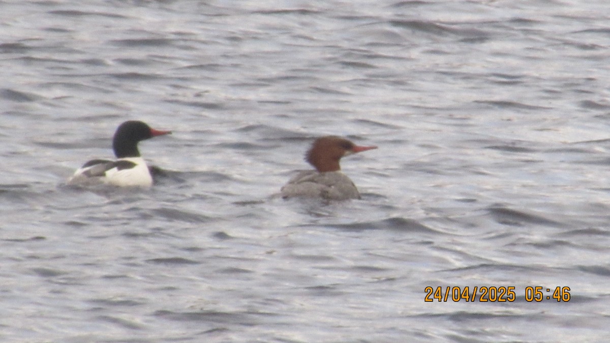 Common Merganser - ML634371254