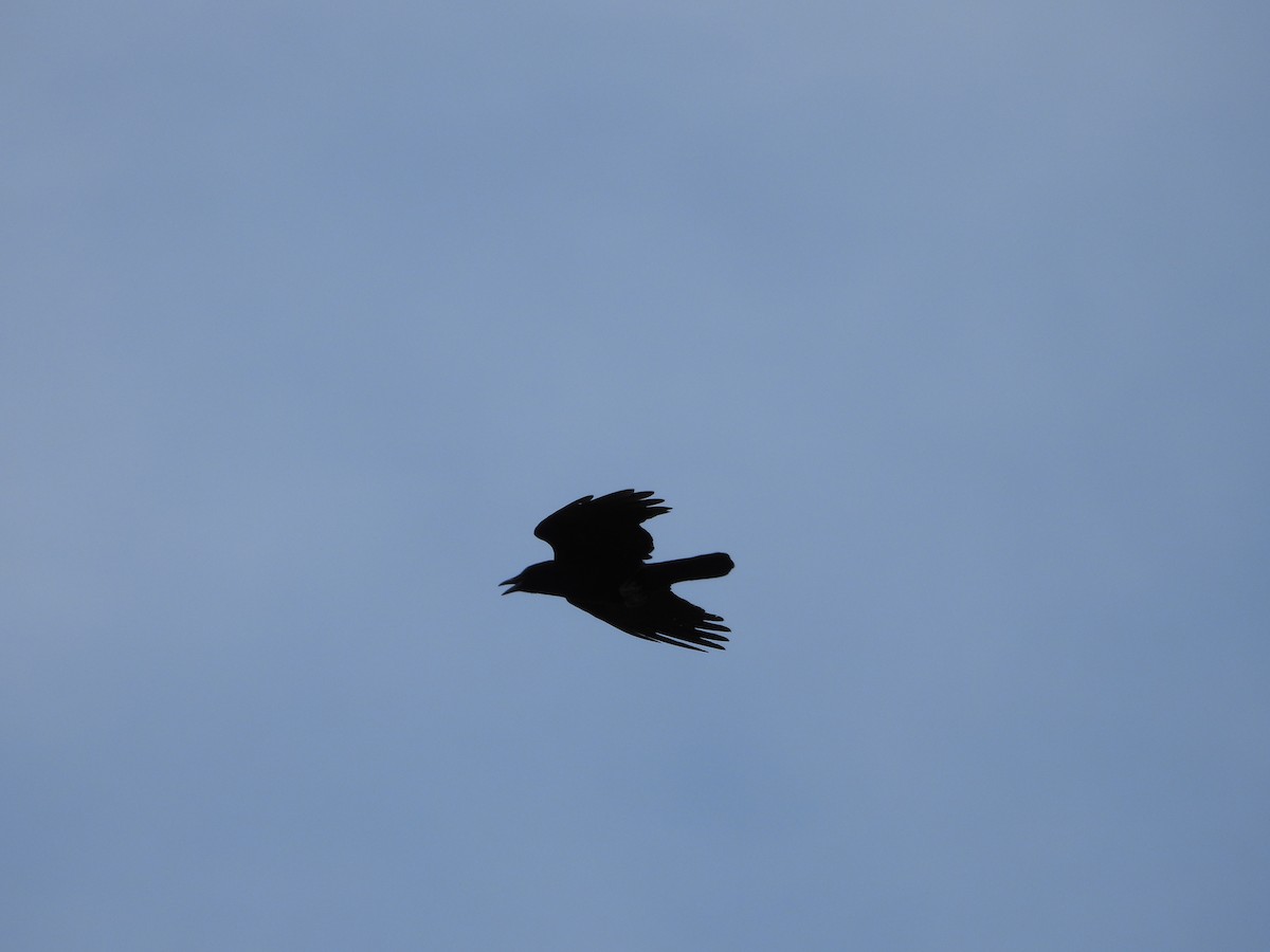 American Crow - ML634371315