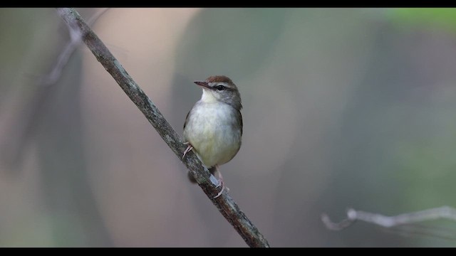 Swainson's Warbler - ML634371320