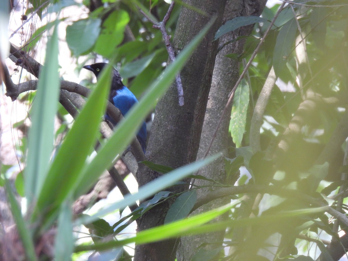 Bushy-crested Jay - ML634371411