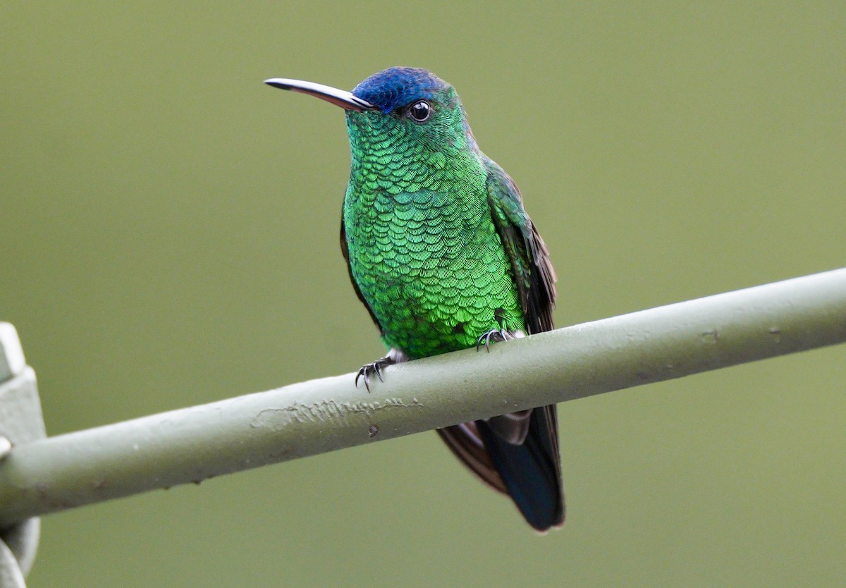 Indigo-capped Hummingbird - ML634371615