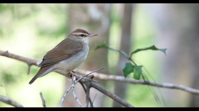 Swainson's Warbler - ML634371726