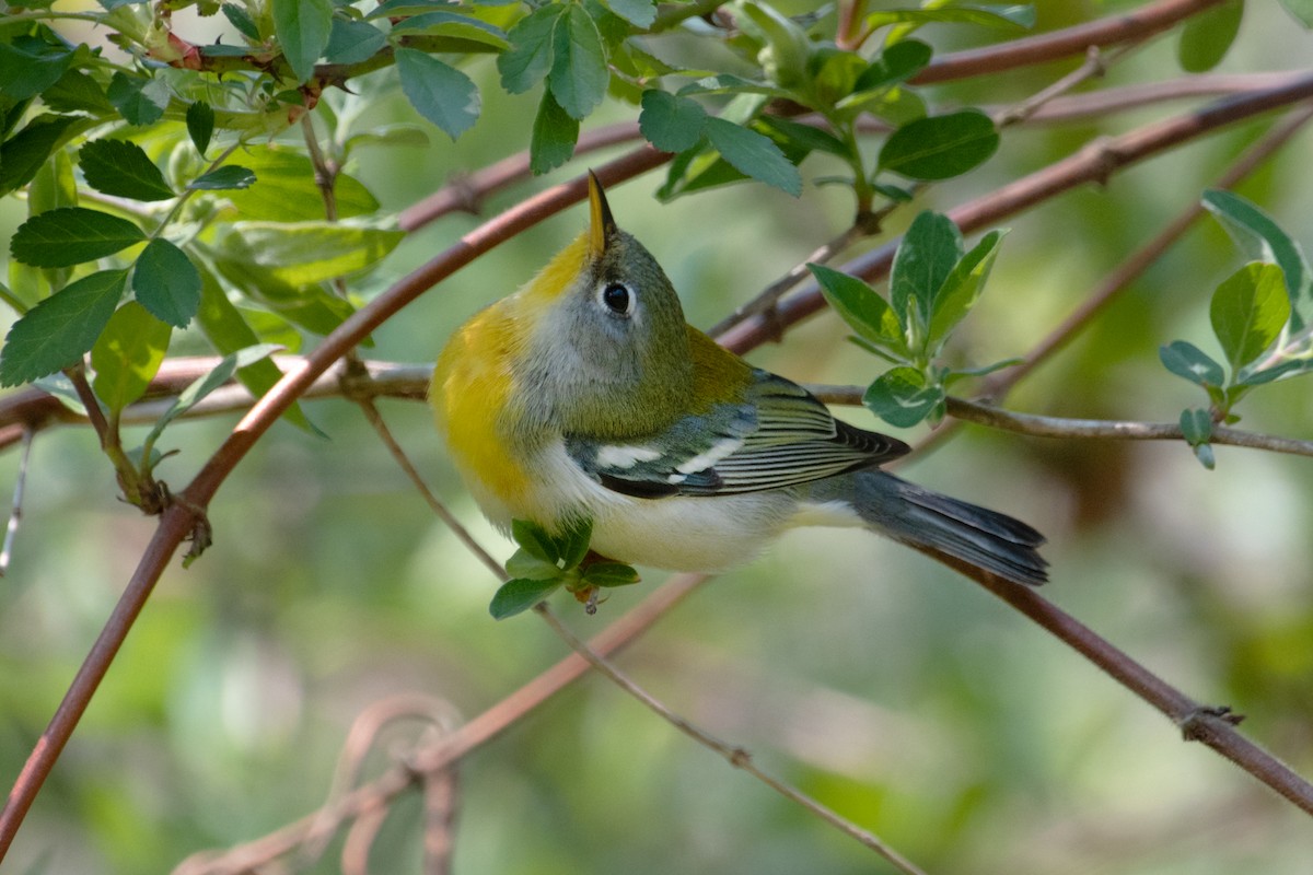 Northern Parula - ML634371737