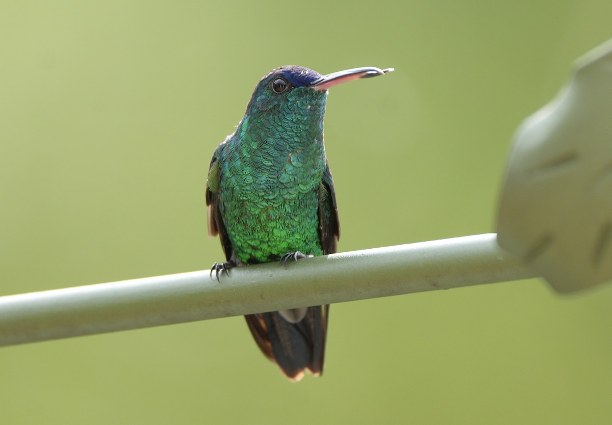 Indigo-capped Hummingbird - ML634371776