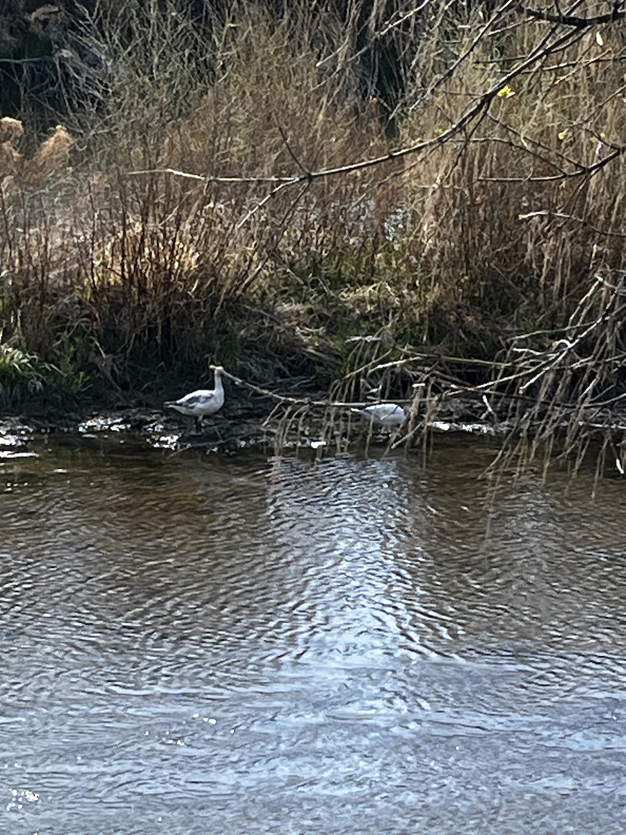 Snow Goose - ML634371856
