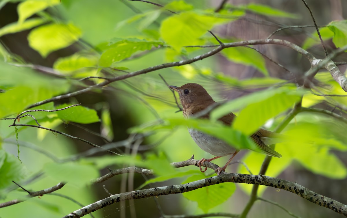 Veery - ML634371993