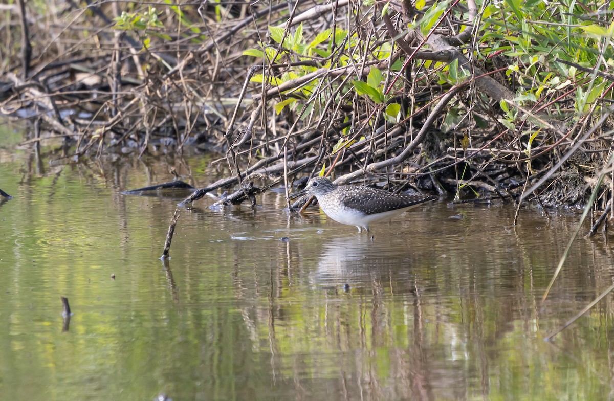 Einsiedelwasserläufer - ML634372024