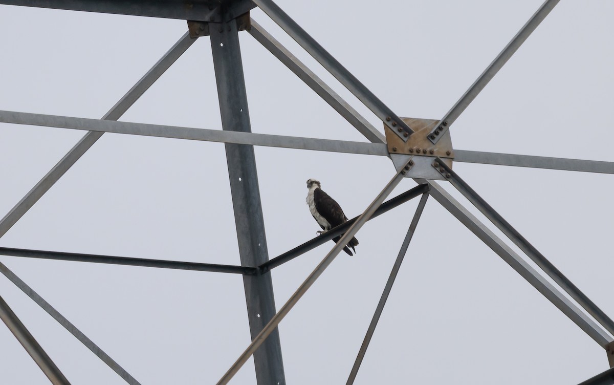 Osprey - ML634372053