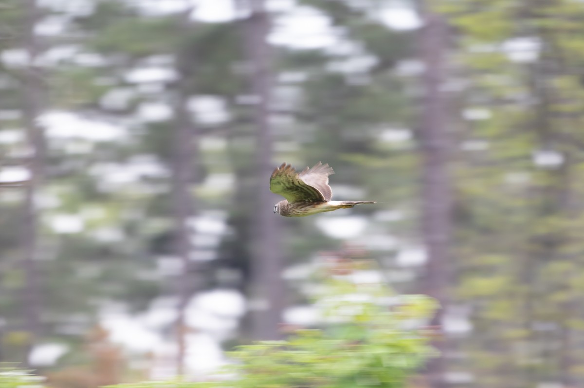 Northern Harrier - ML634372056