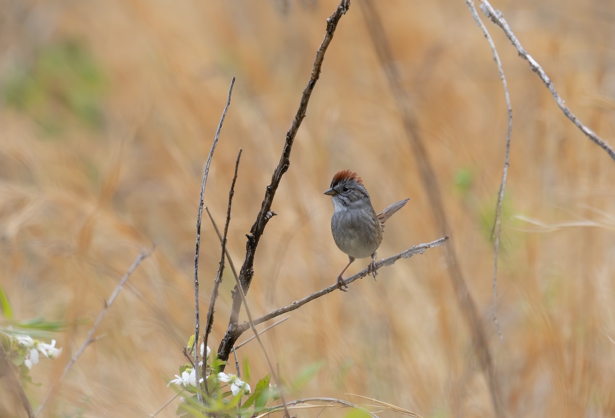 Swamp Sparrow - ML634372063