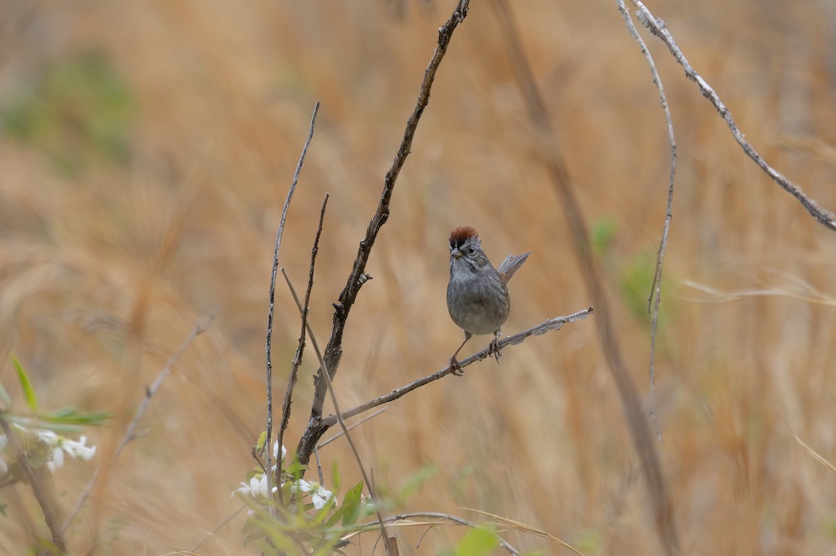 Swamp Sparrow - ML634372064