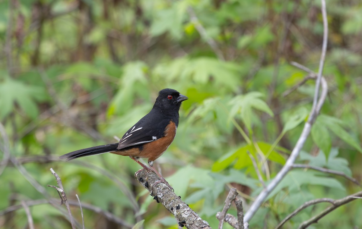 Eastern Towhee - ML634372067