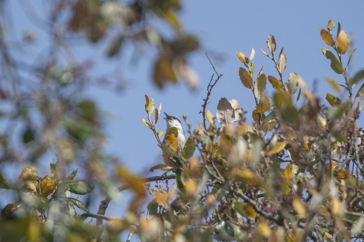 סיטה אירופית - ML634372070