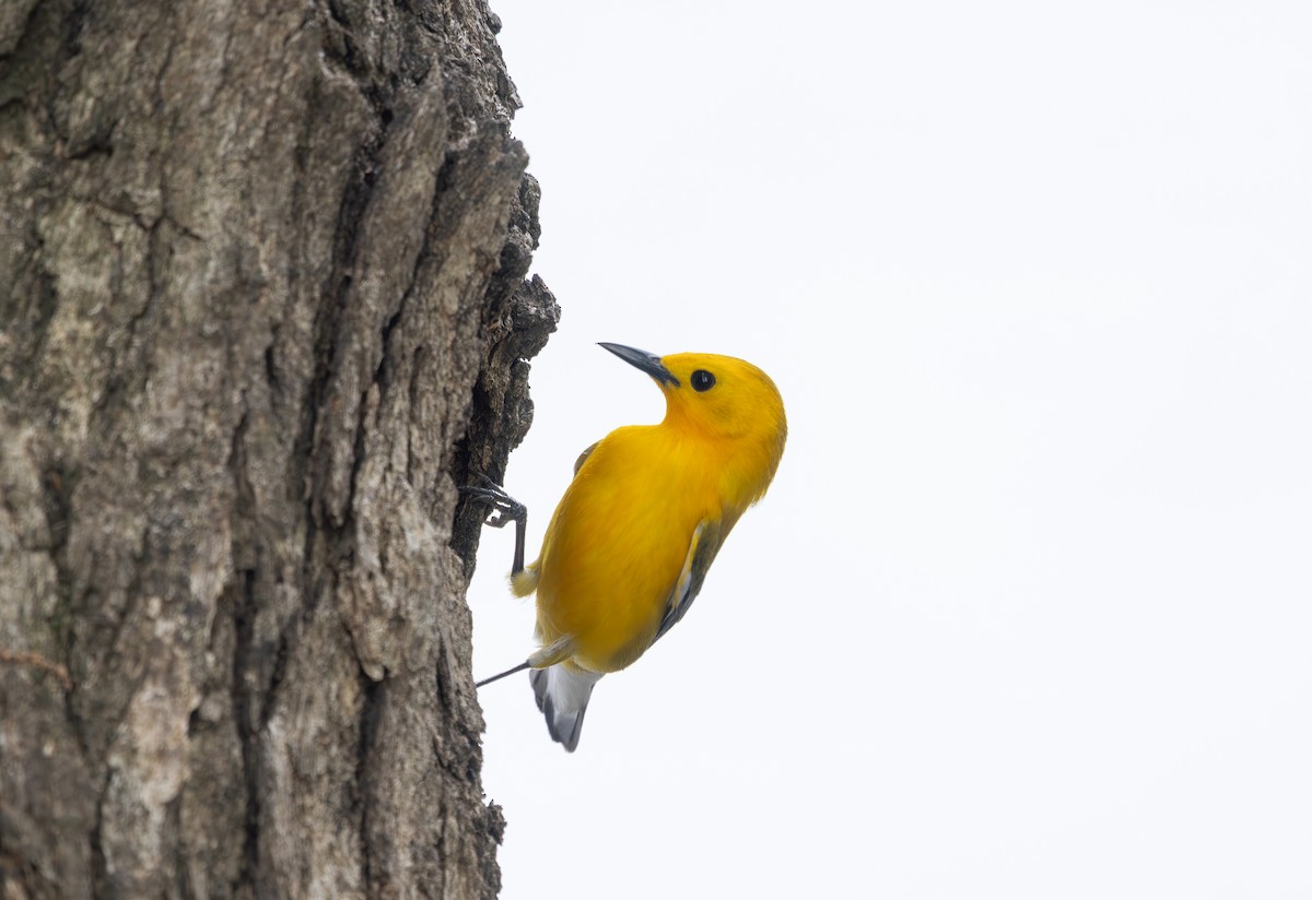 Prothonotary Warbler - ML634372081
