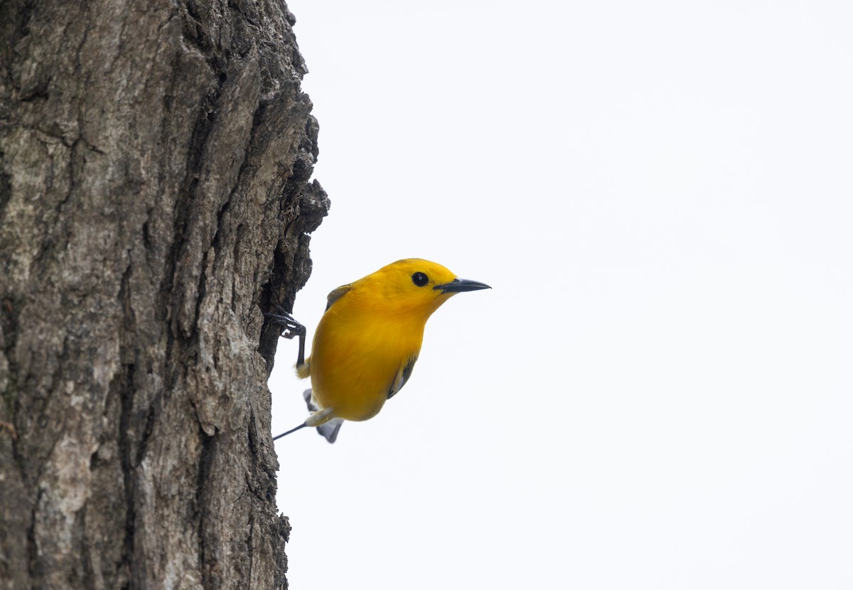 Prothonotary Warbler - ML634372082