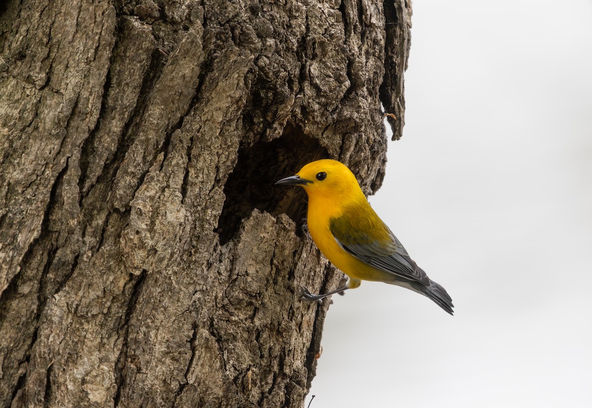 Prothonotary Warbler - ML634372084