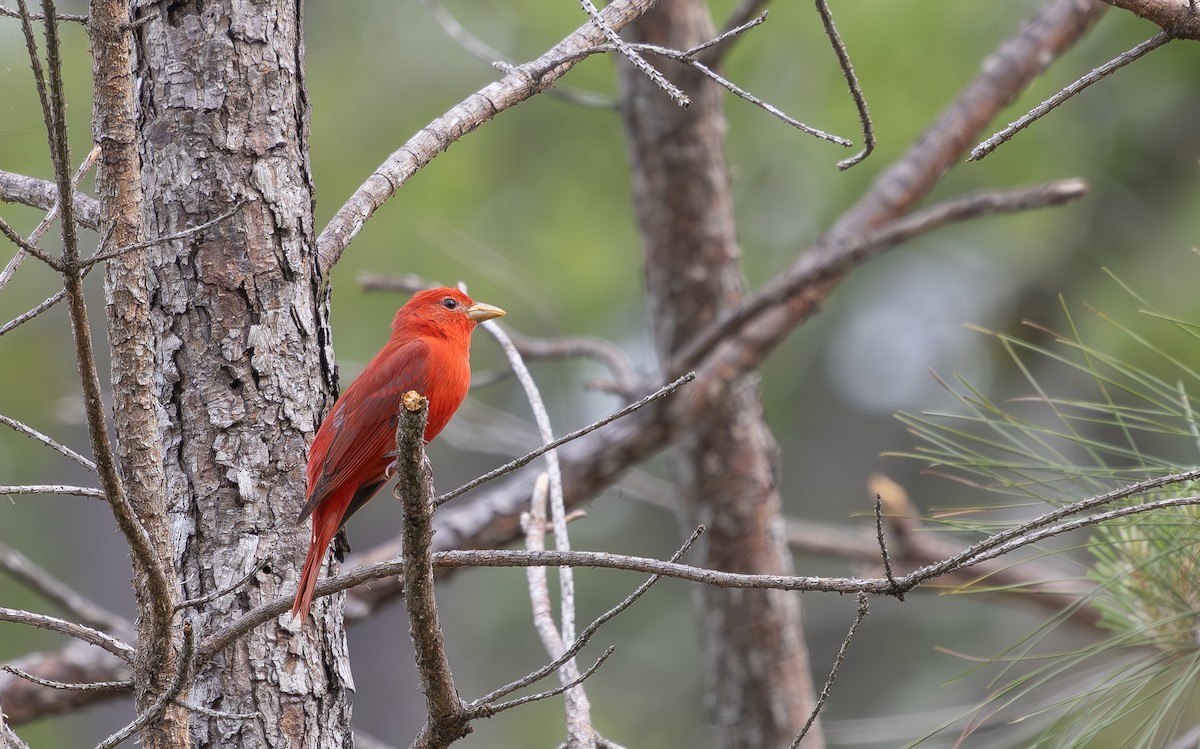 Summer Tanager - ML634372097