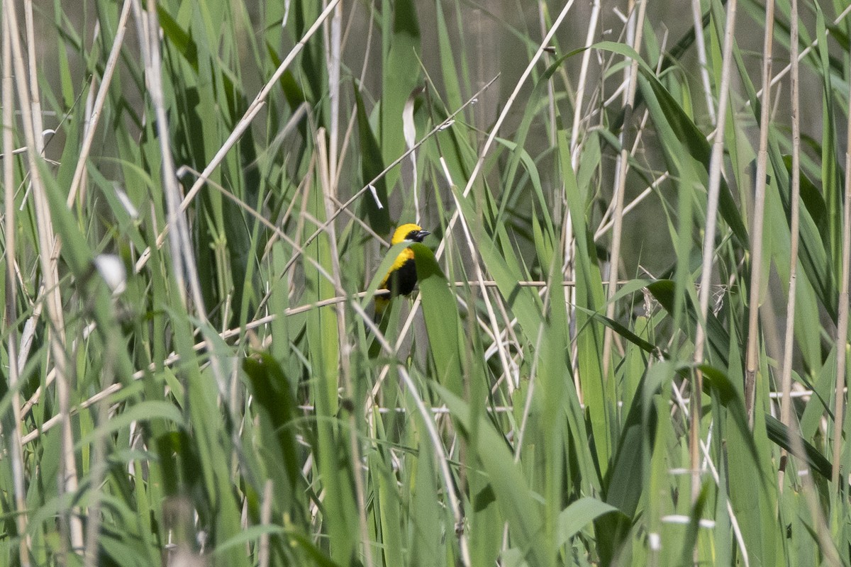 Yellow-crowned Bishop - ML634372160