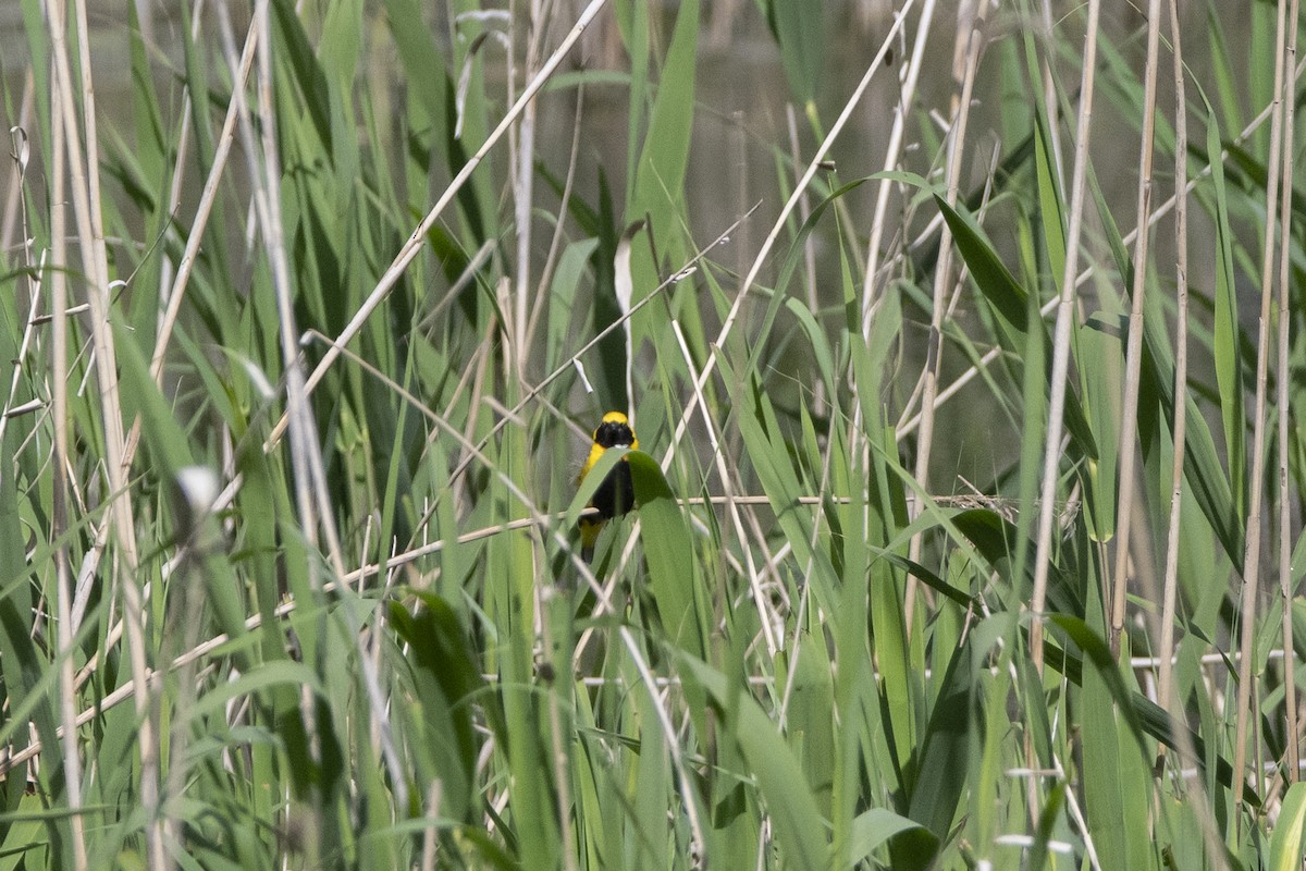 Yellow-crowned Bishop - ML634372161