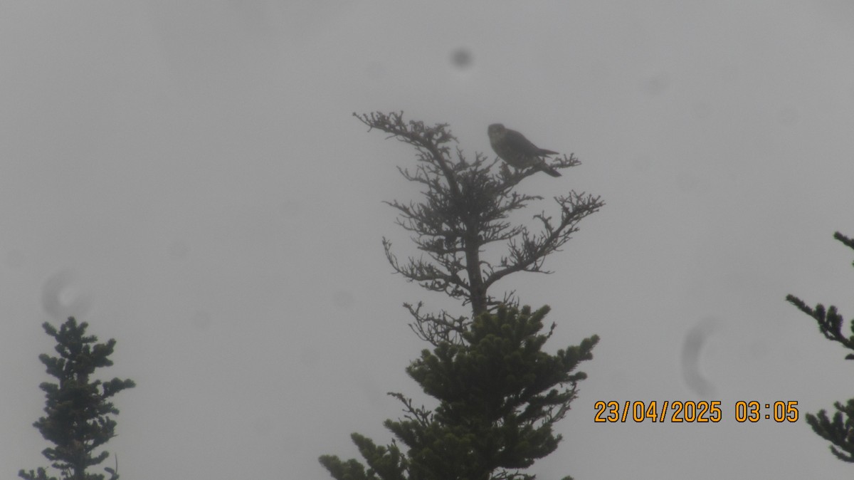 Merlin - ML634372166