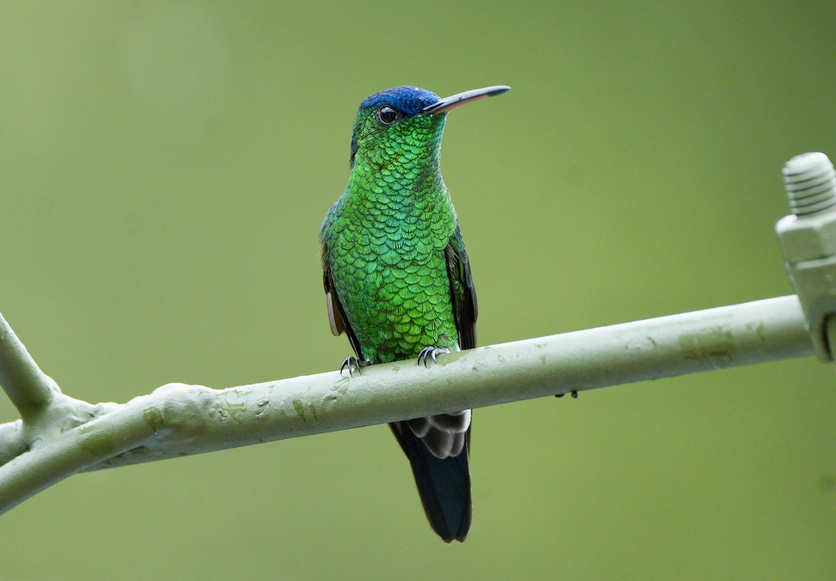 Indigo-capped Hummingbird - ML634372235