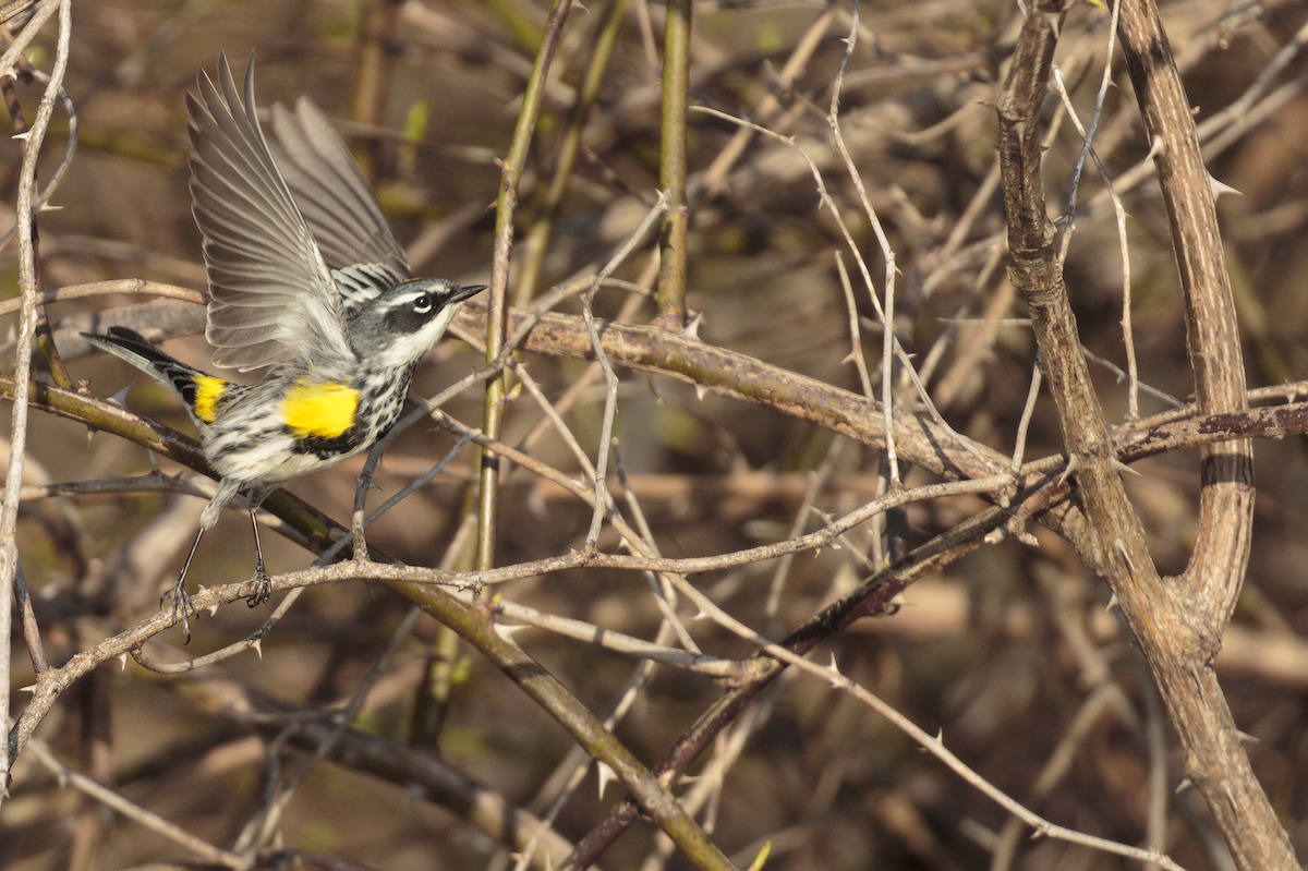 Yellow-rumped Warbler - ML634372242