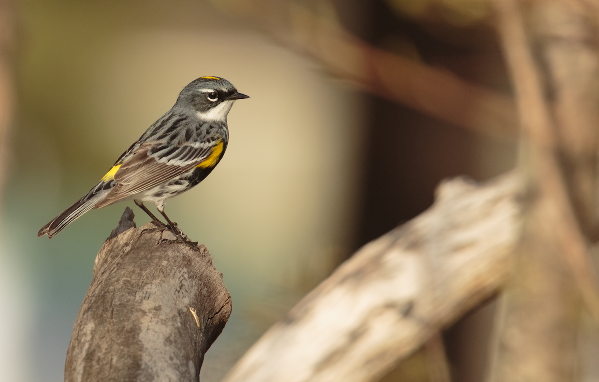Yellow-rumped Warbler - ML634372251