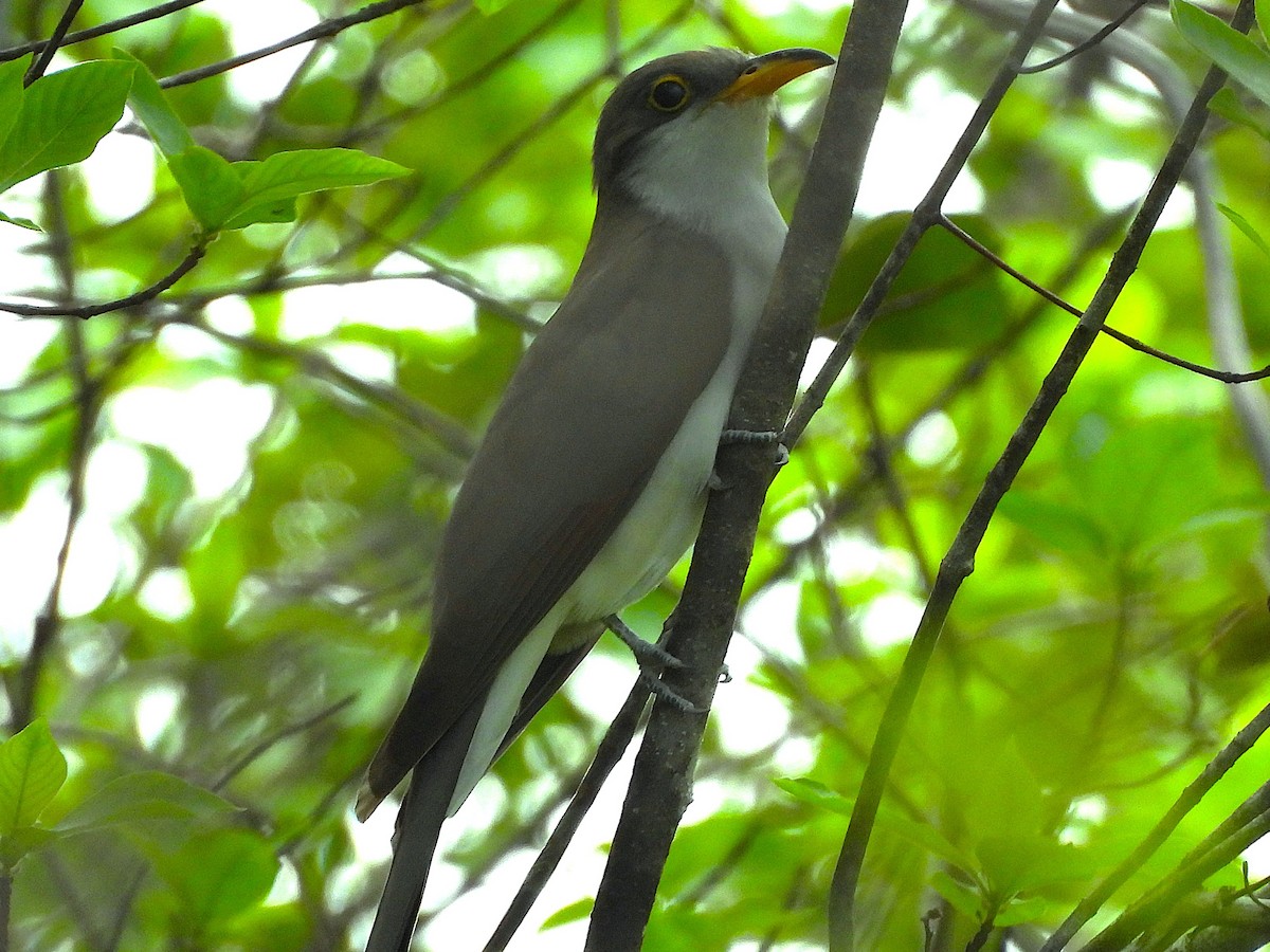 Pearly-breasted Cuckoo - ML634372315