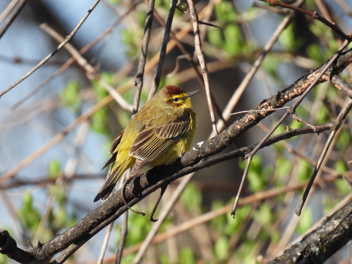 Palm Warbler - ML634372323