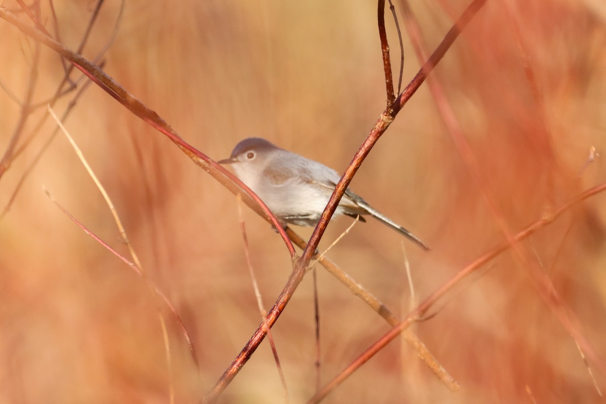 Blue-gray Gnatcatcher - ML634372324