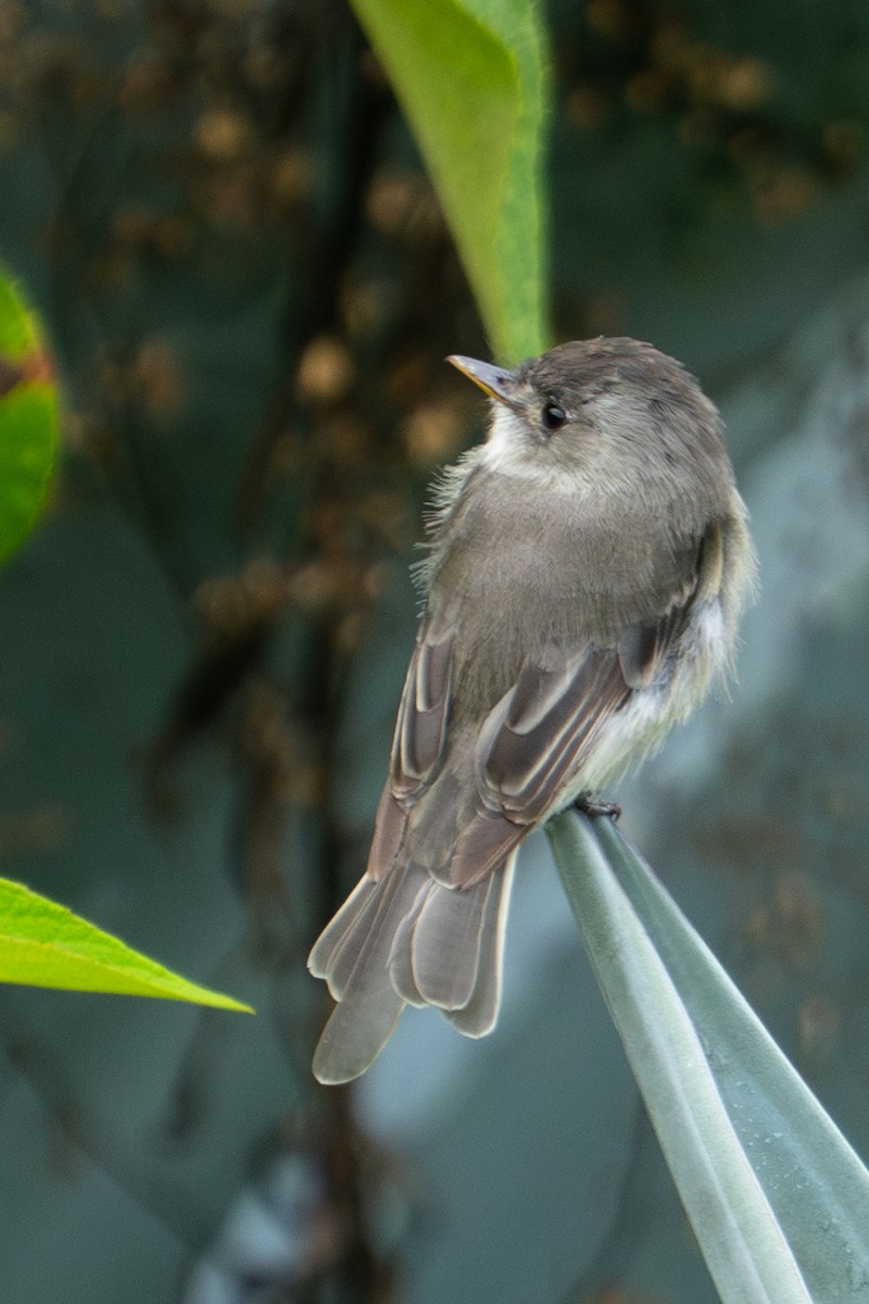 Tumbes Pewee - ML634372404