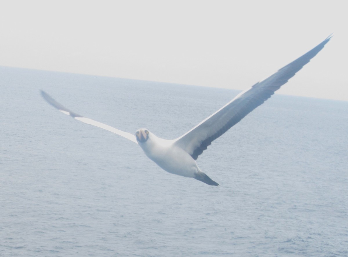 Nazca Booby - ML634372406