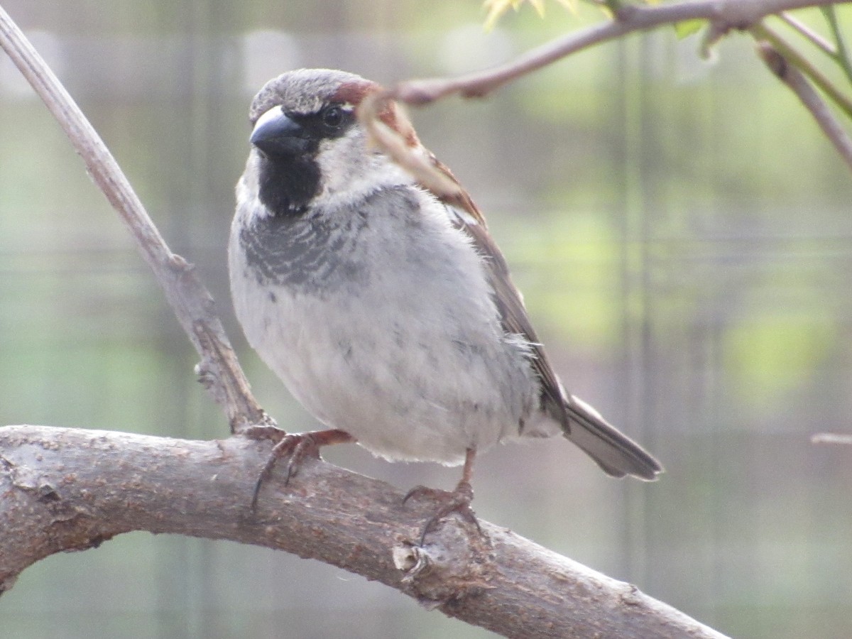 House Sparrow - ML634372421