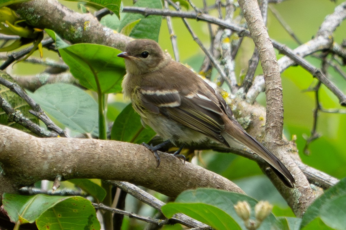 Highland Elaenia - ML634372443