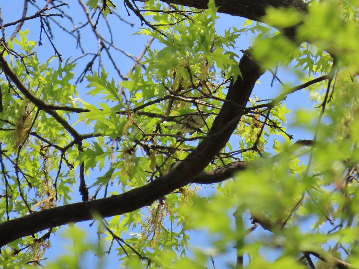 Cerulean Warbler - ML634372494