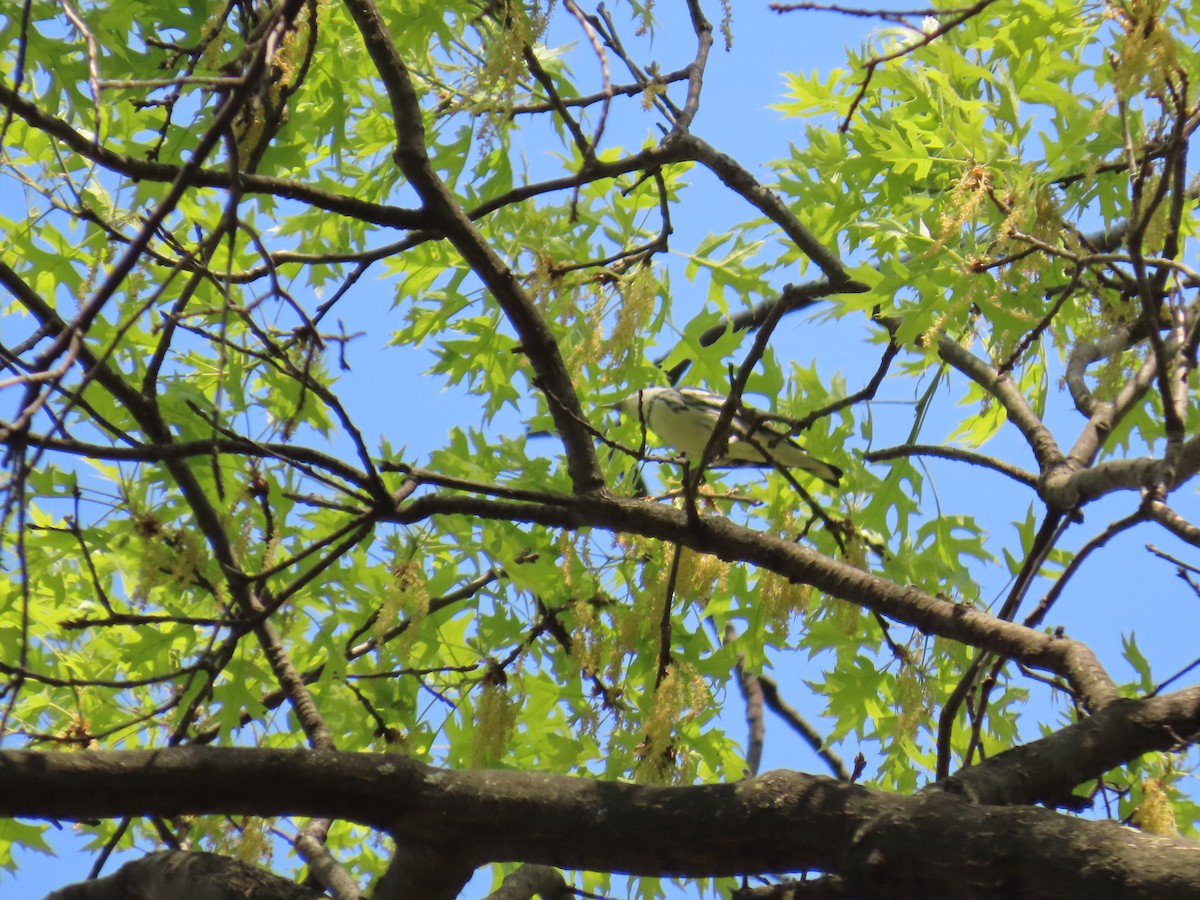 Cerulean Warbler - ML634372495