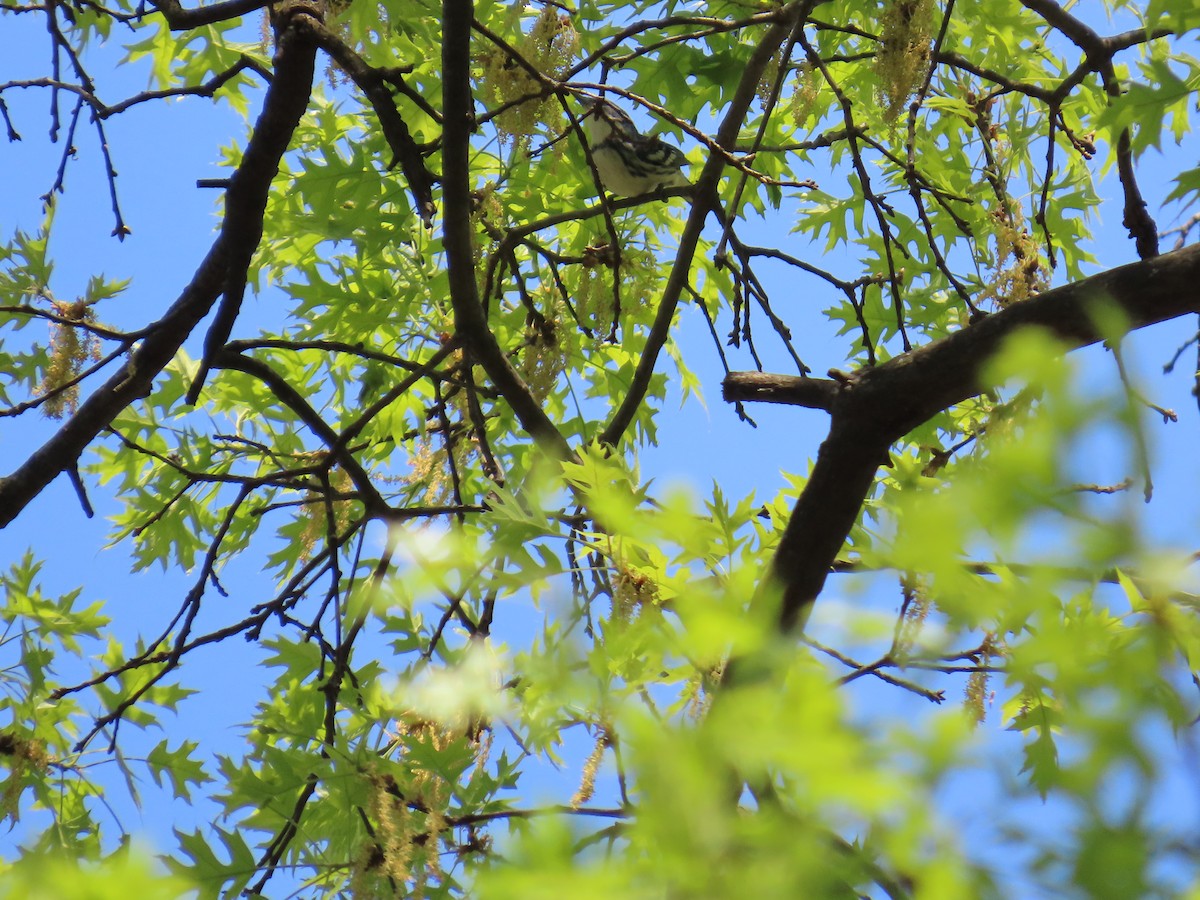 Cerulean Warbler - ML634372496