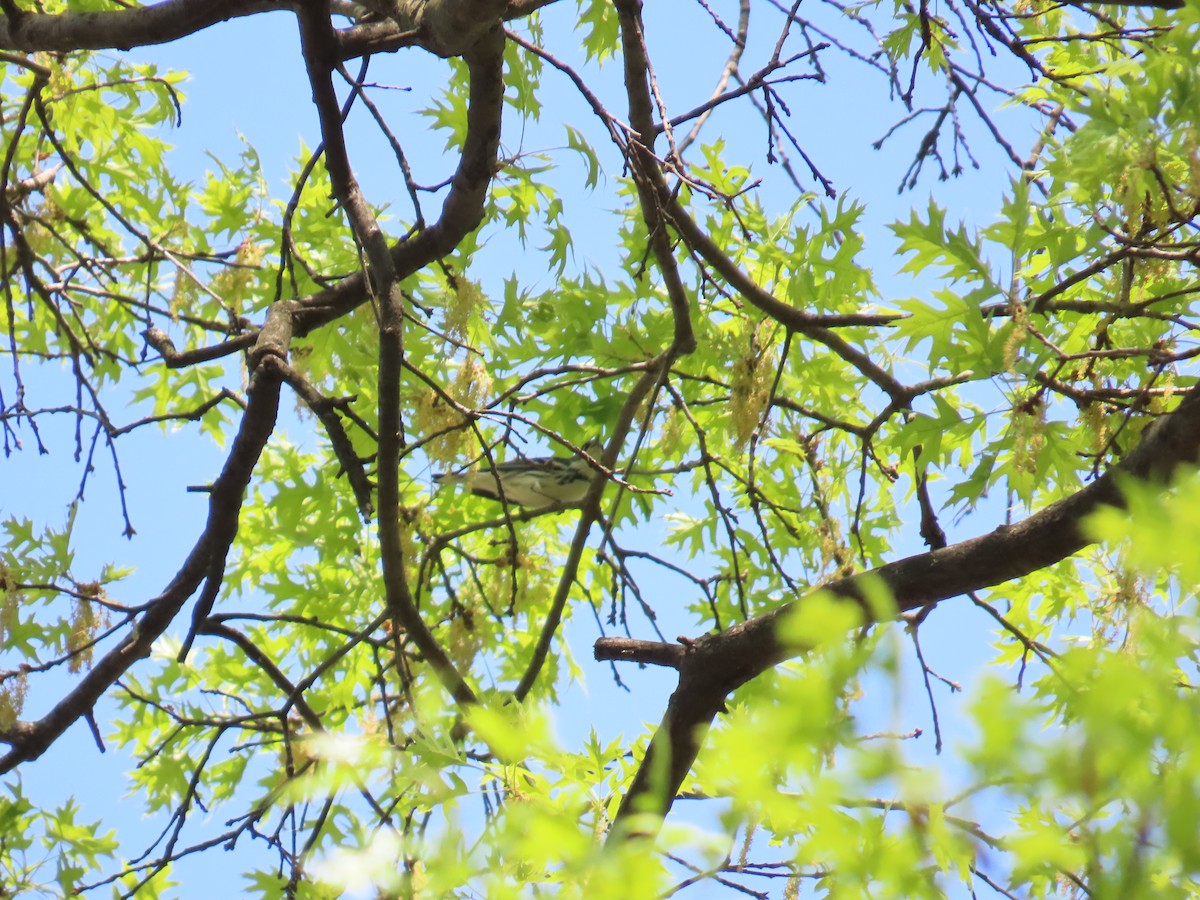 Cerulean Warbler - ML634372498