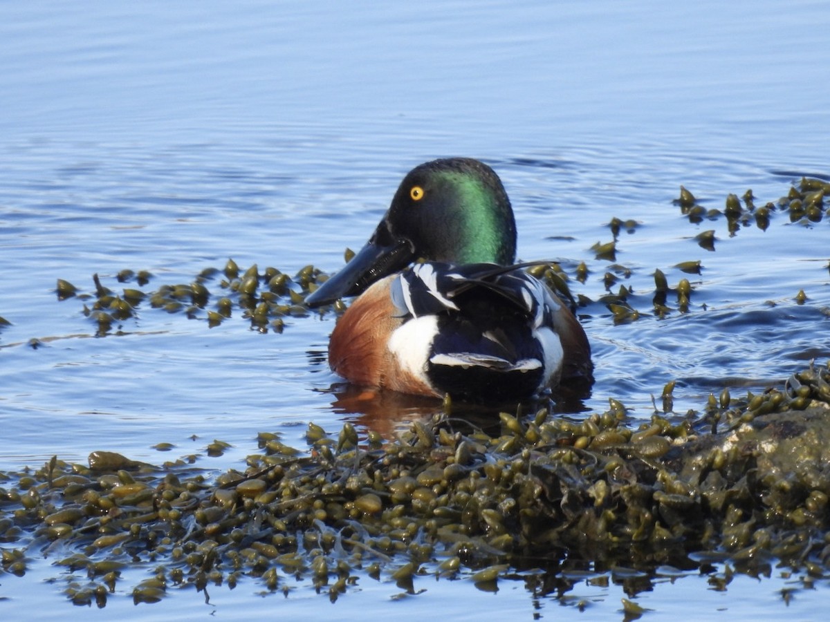 Northern Shoveler - ML634372570