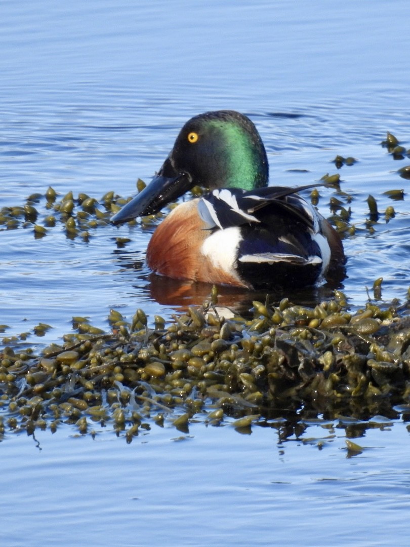 Northern Shoveler - ML634372571