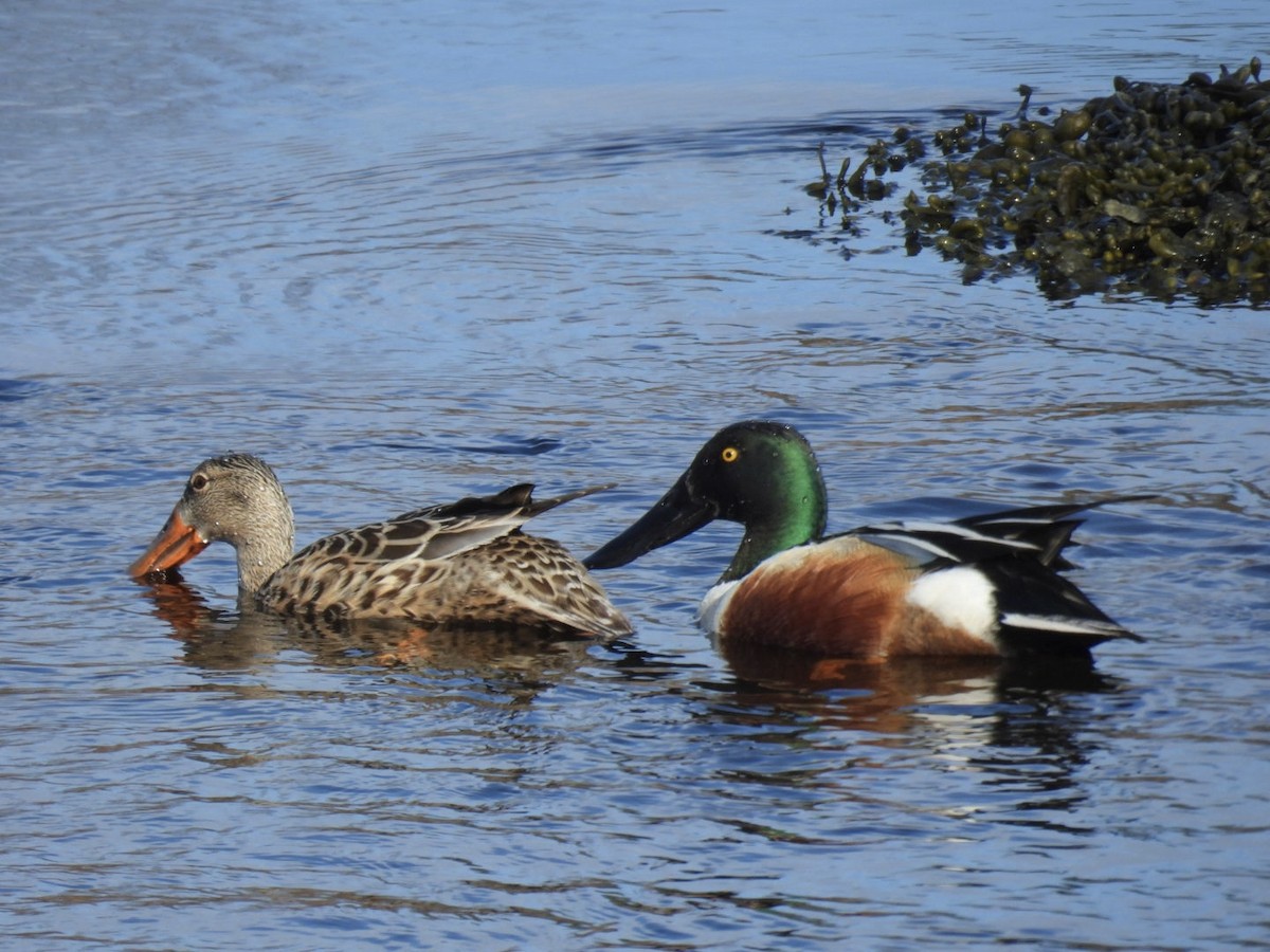 Northern Shoveler - ML634372573