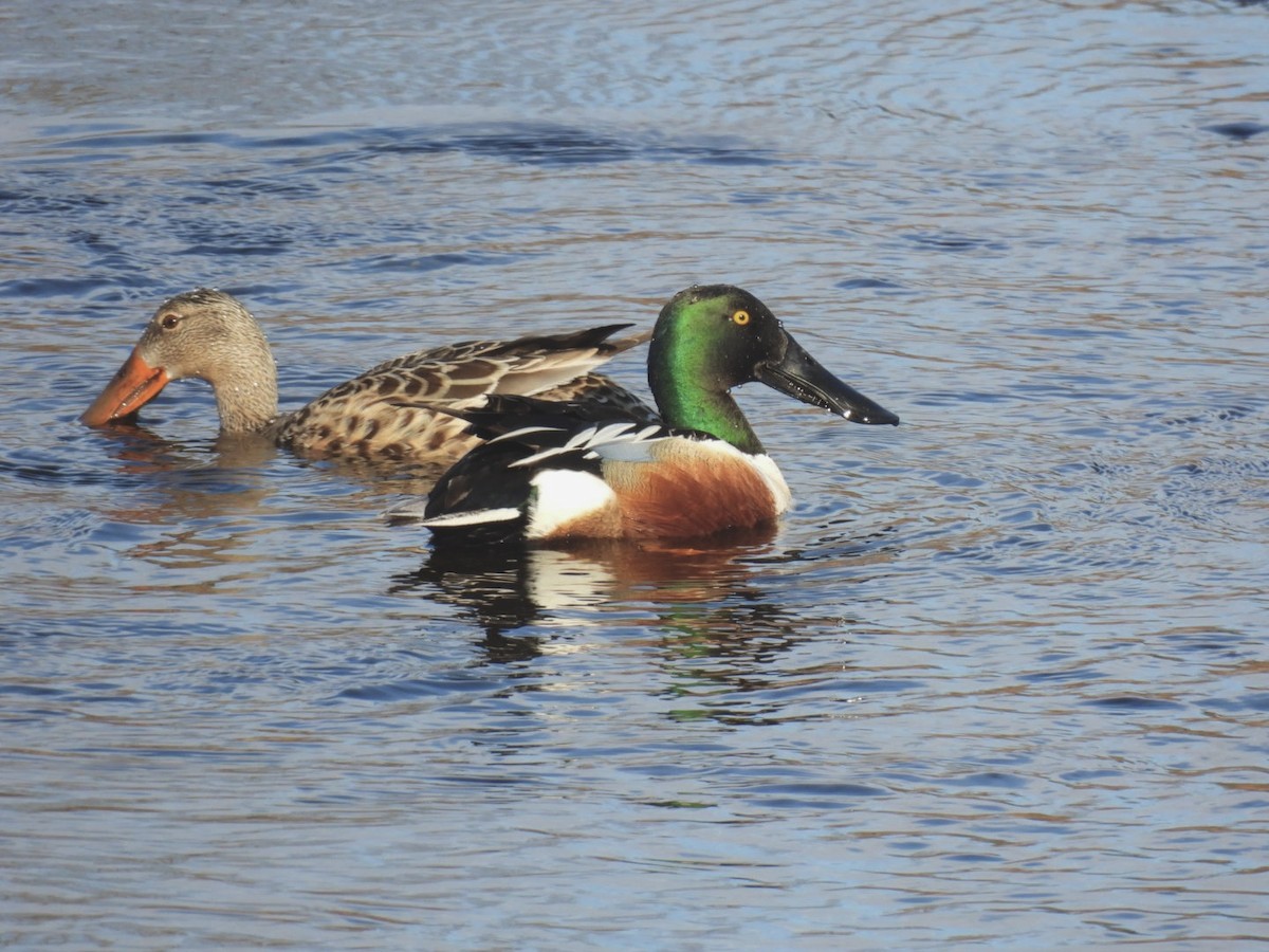 Northern Shoveler - ML634372574