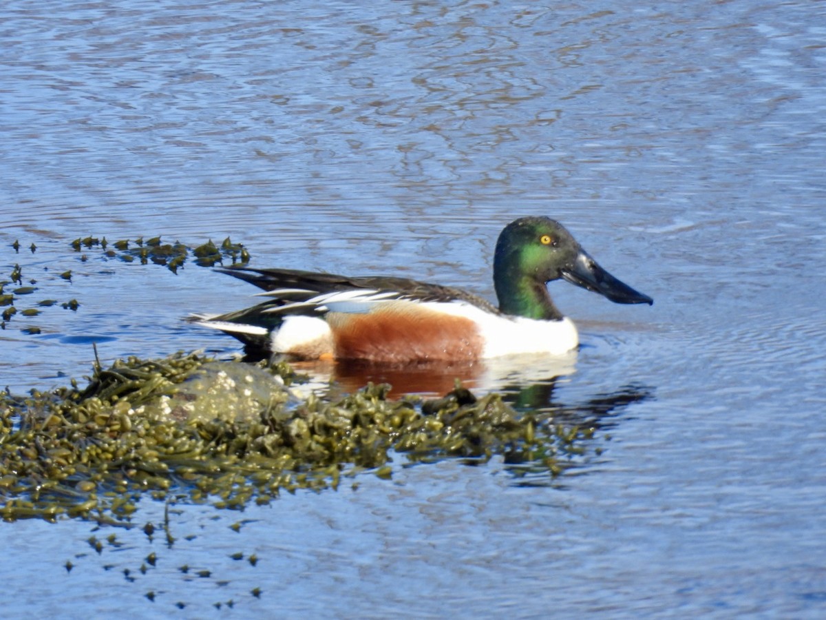 Northern Shoveler - ML634372575