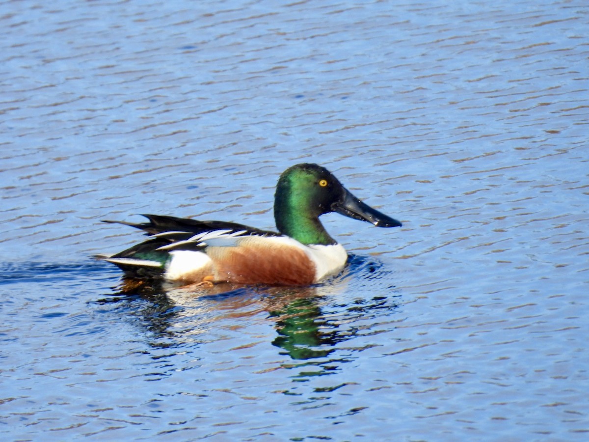 Northern Shoveler - ML634372576