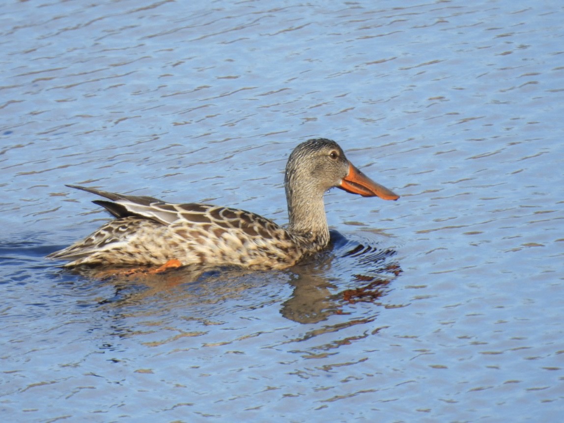 Northern Shoveler - ML634372577