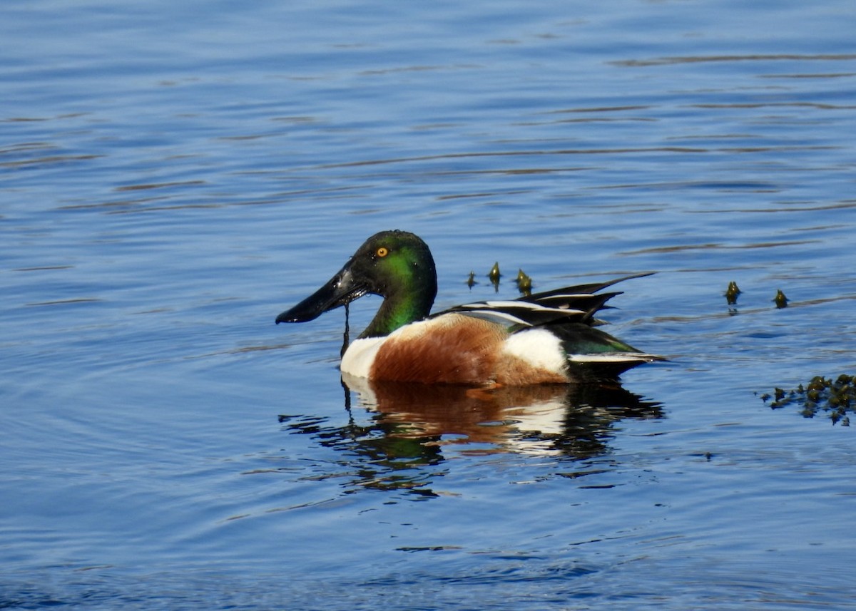 Northern Shoveler - ML634372578